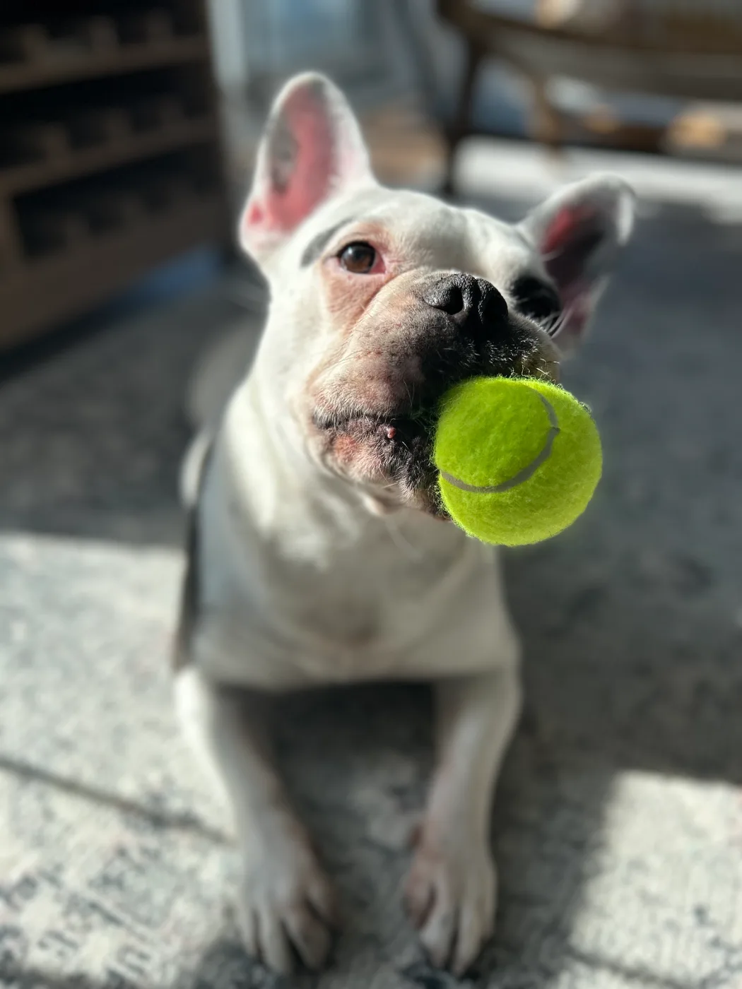 Dumbo, holding a tennis ball